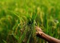 Indian Agriculture: Confronting challenges- reaping harvests, BAL Managing Director