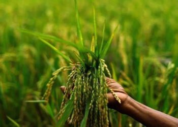 Indian Agriculture: Confronting challenges- reaping harvests, BAL Managing Director