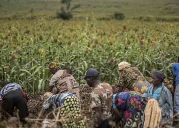 New data to measure cropland nutrient budgets