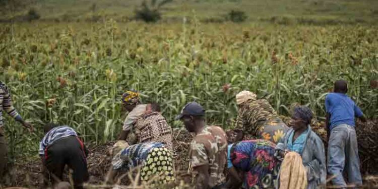 New data to measure cropland nutrient budgets