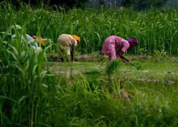 There is need to intensify agricultural research: Minister