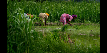 There is need to intensify agricultural research: Minister