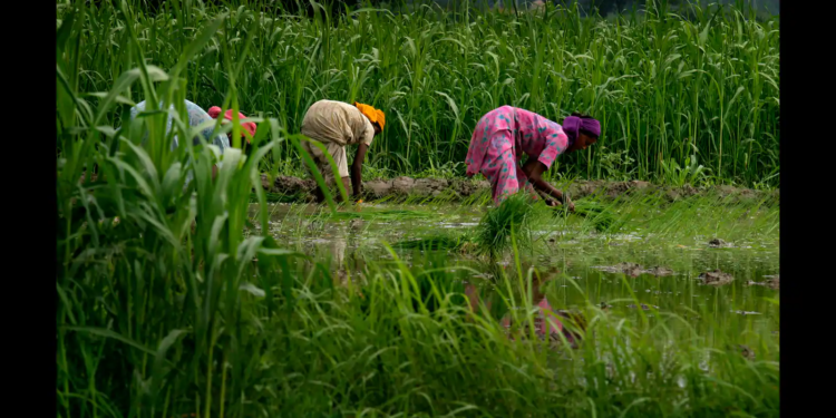 There is need to intensify agricultural research: Minister