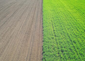 At COP27, a Clarion Call to Scale Up Regenerative Agriculture — Fast