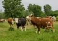 Why the Agricultural Sector Roadmap to 1.5°C is encouraging
