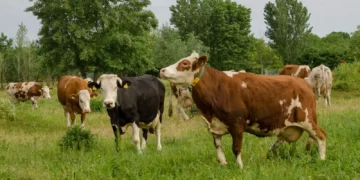 Why the Agricultural Sector Roadmap to 1.5°C is encouraging