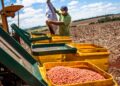 The Effects of Freer Trade on Global Agriculture for Developing Countries'