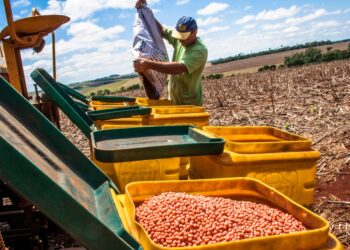 The Effects of Freer Trade on Global Agriculture for Developing Countries'