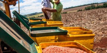 The Effects of Freer Trade on Global Agriculture for Developing Countries'