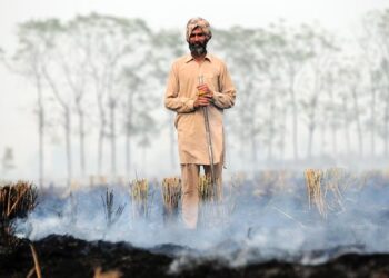 Crop waste cattle feed solution ‘averts toxic fires’