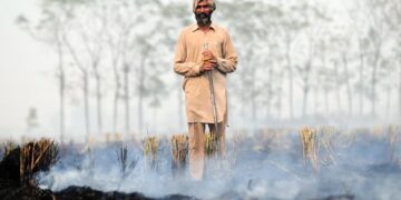 Crop waste cattle feed solution ‘averts toxic fires’