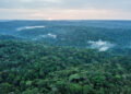 Half of tropical forestland cleared for agriculture isn’t put to use, research shows