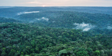 Half of tropical forestland cleared for agriculture isn’t put to use, research shows