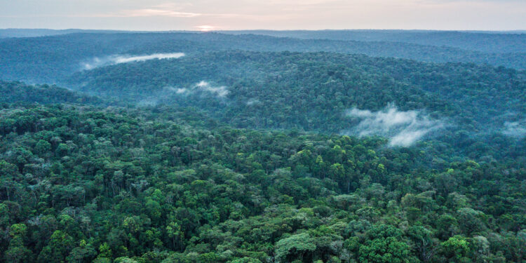 Half of tropical forestland cleared for agriculture isn’t put to use, research shows