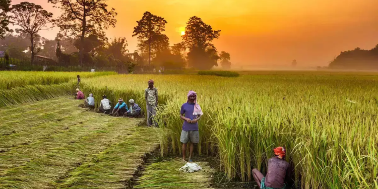 Food security: How to deal with effects of climate change on Indian agriculture