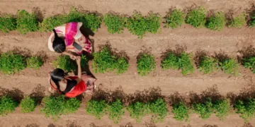 AI for agriculture: How Indian farmers are harnessing emerging technologies to sustainably increase productivity