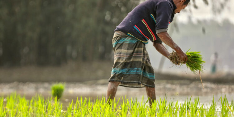 Razzaque: Agriculture in Bangladesh now getting more advanced