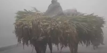 Agriculture sector sprouts, needs reorientation