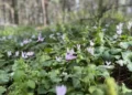 THE SECRET CYCLAMEN HILL