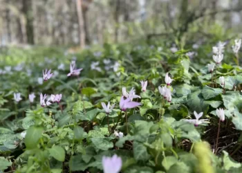 THE SECRET CYCLAMEN HILL