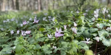 THE SECRET CYCLAMEN HILL