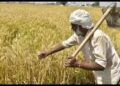 In Punjab, Economic Survey predicts that the agriculture and allied sectors witnessed a growth of 0.8% in the year 2021-22 and are expected to register a growth of 3.7% in the current financial year (2022-23)