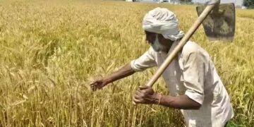 In Punjab, Economic Survey predicts that the agriculture and allied sectors witnessed a growth of 0.8% in the year 2021-22 and are expected to register a growth of 3.7% in the current financial year (2022-23)