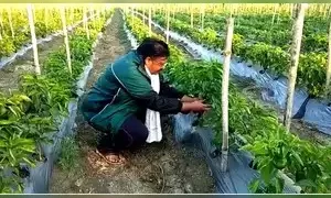 Farming as a career choice? Yes, and right now agriculture needs youth!
