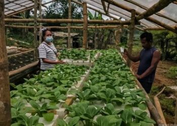 A food shed in one of the provinces in Negros Islands uses the aquaponics system in growing crops to reduce reliance on market forces. It is a project started in 2020 by the World Wide Fund for Nature-Philippines, a food company and technical partner Multi-Sectoral Alliance for Development-Negros.