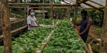 A food shed in one of the provinces in Negros Islands uses the aquaponics system in growing crops to reduce reliance on market forces. It is a project started in 2020 by the World Wide Fund for Nature-Philippines, a food company and technical partner Multi-Sectoral Alliance for Development-Negros.