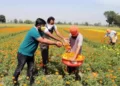 Govt Approves Rs 900 cr for Holistic Development of Agri Sector in J&K