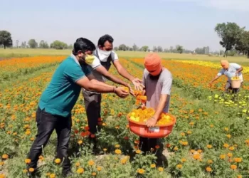 Govt Approves Rs 900 cr for Holistic Development of Agri Sector in J&K