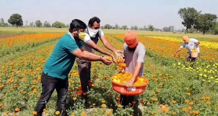 Govt Approves Rs 900 cr for Holistic Development of Agri Sector in J&K