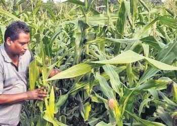 Odisha farmer brings revolution in certified seeds production