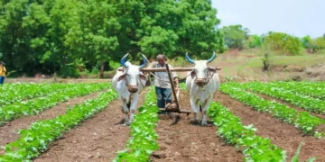 A firm in Maharashtra's Latur district will carry out organic farming