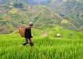 The decline in agricultural yield and its consequence