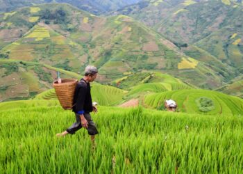 The decline in agricultural yield and its consequence