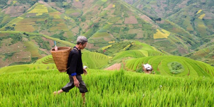 The decline in agricultural yield and its consequence