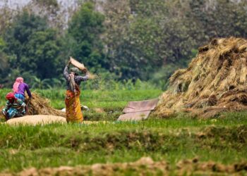 India’s natural, organic farming strategy for rice and wheat