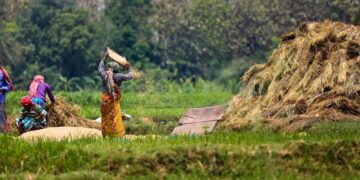 India’s natural, organic farming strategy for rice and wheat