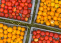 A lot of produce can be dry-farmed, such as these Native Sun and Marmande tomatoes grown near Portland, Ore.