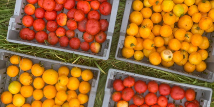 A lot of produce can be dry-farmed, such as these Native Sun and Marmande tomatoes grown near Portland, Ore.
