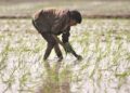Union Budget 2023: What did FM Nirmala Sitharaman announce for agriculture?