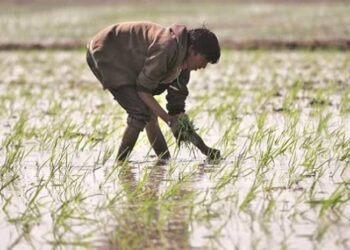 Union Budget 2023: What did FM Nirmala Sitharaman announce for agriculture?