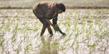 Union Budget 2023: What did FM Nirmala Sitharaman announce for agriculture?