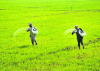 Overexploitation: The rampant use of chemical fertilisers, pesticides and weedicides has polluted Punjab’s air and water. PTI