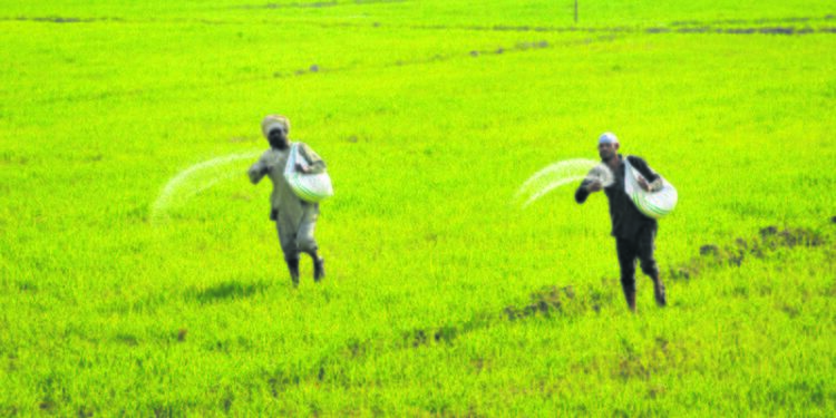 Overexploitation: The rampant use of chemical fertilisers, pesticides and weedicides has polluted Punjab’s air and water. PTI