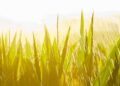 U.S. Sugar: Ninety Years of Sustainable, Innovative Agriculture