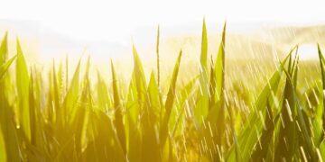U.S. Sugar: Ninety Years of Sustainable, Innovative Agriculture