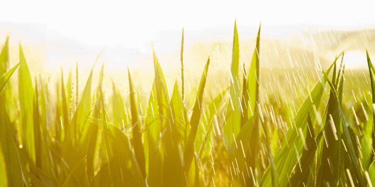 U.S. Sugar: Ninety Years of Sustainable, Innovative Agriculture